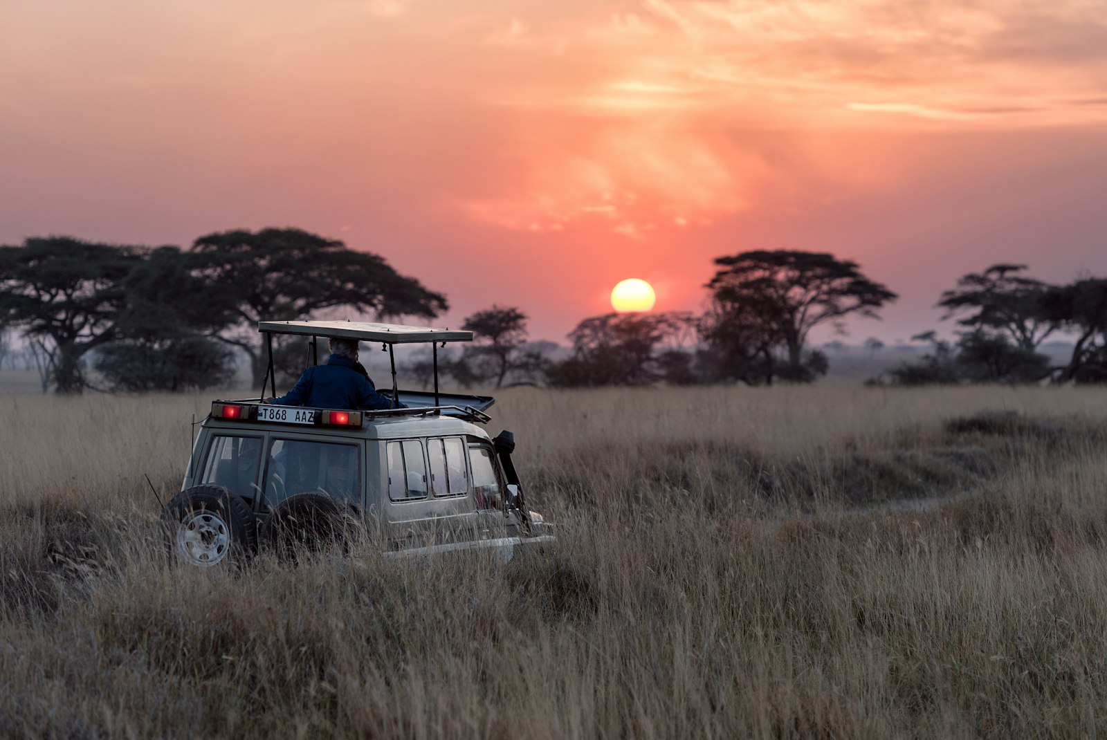 Safari at sunset