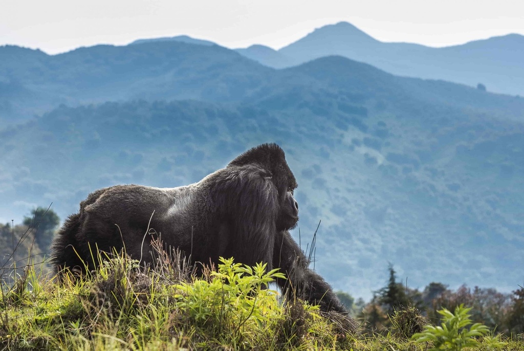 The Silverback Gorillas