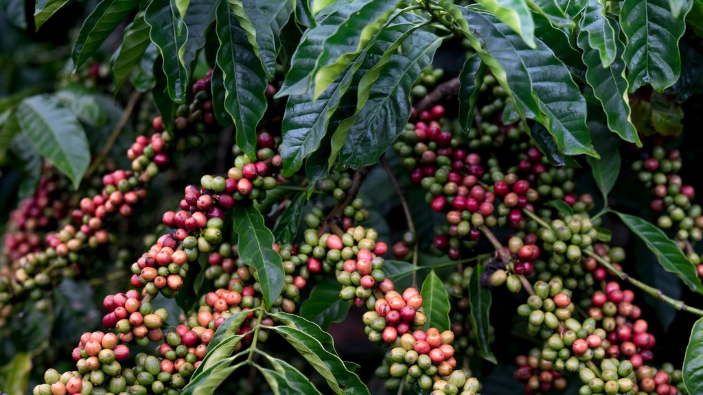 Coffee Experience