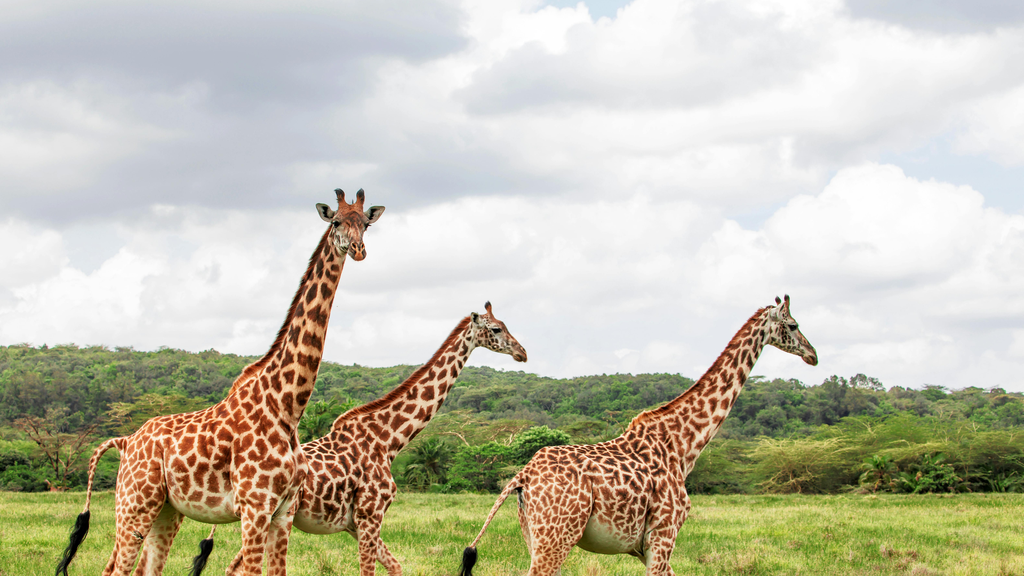 Wildlife Safaris