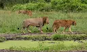 images (12).webp