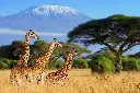 images (10).webp