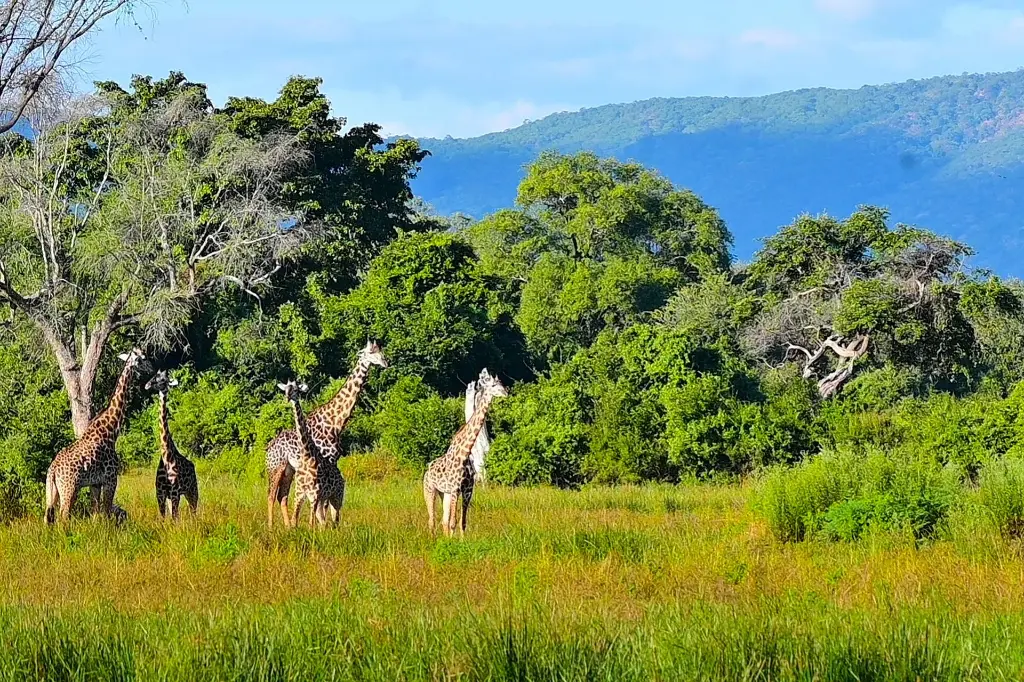 tanzania-01.webp