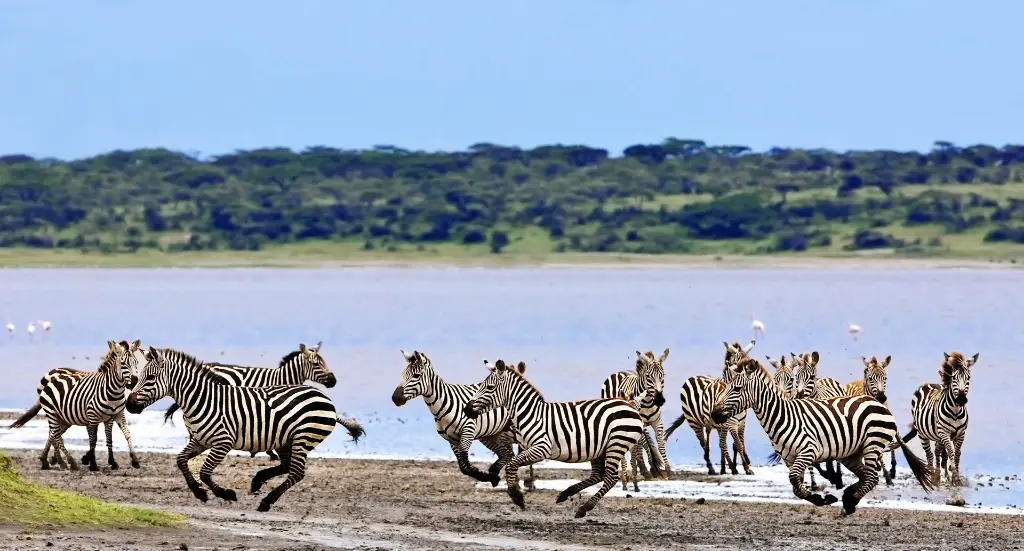 AOS_Tanzania_318828806.webp