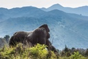 Volcanoes Gorilla Trekking Deluxe (Rwanda)