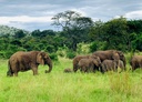 East African Triple - Rwanda, Uganda & Kenya