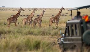 Safari Adventure Rwanda & Kenya